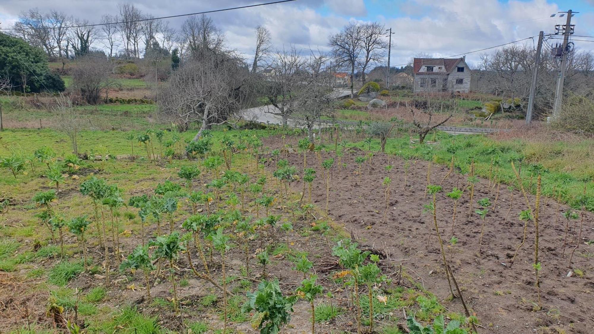 Apartamento T2 Zona Rural فيلا نوفا دي بايفا المظهر الخارجي الصورة